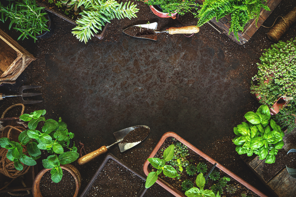 A variety of pots growing herbs sitting in a circle on soil